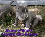 Small #8 American Pit Bull Terrier