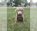Small Photo #8 Labrador Retriever Puppy For Sale in DES MOINES, IA, USA
