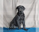 Image preview for Ad Listing. Nickname: Blue