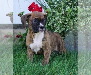 Boxer Puppy for sale in FREDERICKSBG, OH, USA