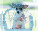 Small Photo #105 Chihuahua Puppy For Sale in WARSAW, IN, USA