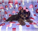 Small #8 Poodle (Miniature)