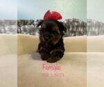 Small Photo #13 Yorkshire Terrier Puppy For Sale in SACRAMENTO, CA, USA