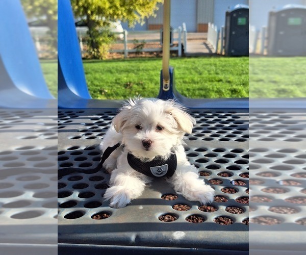 Medium Photo #1 Maltese Puppy For Sale in BEAR RIVER, WY, USA