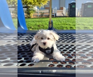 Maltese Puppy for sale in BEAR RIVER, WY, USA