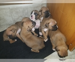 Boxer Puppy for sale in VANDALIA, IL, USA