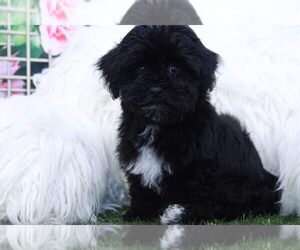 Havanese Puppy for sale in MARIETTA, GA, USA