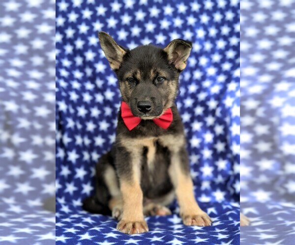 Medium Photo #1 Labrador Retriever-Sharberian Husky Mix Puppy For Sale in LINCOLN UNIV, PA, USA