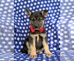 Small Photo #1 Labrador Retriever-Sharberian Husky Mix Puppy For Sale in LINCOLN UNIV, PA, USA