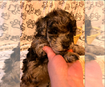 Image preview for Ad Listing. Nickname: Litter of 6