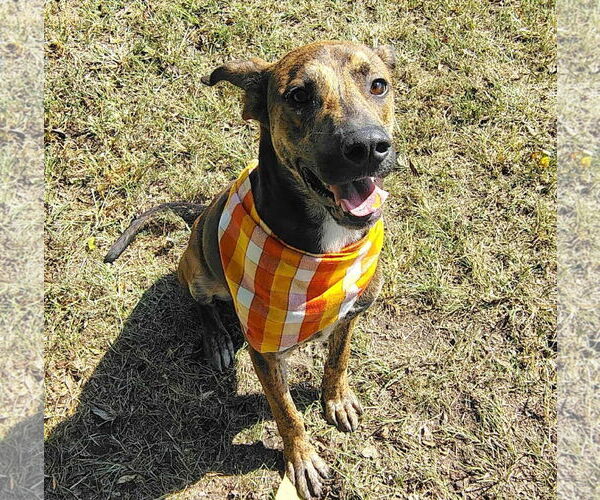 Medium Photo #2 Mountain Cur-Unknown Mix Puppy For Sale in Anniston, AL, USA