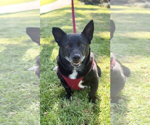 Mickey - Male Mutt Dog for Adoption - Photo #5