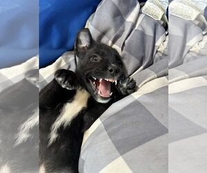 Larry Daley - Male Labrador Retriever-Unknown Mix Dog for Adoption - Photo #4