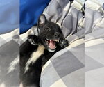 Small Photo #4 Labrador Retriever-Unknown Mix Puppy For Sale in Sandy, UT, USA