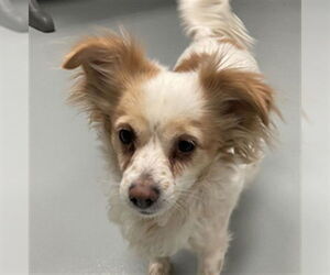 Chihuahua-Unknown Mix Dogs for adoption in St. Cloud, FL, USA