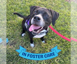 Boxer-Unknown Mix Dogs for adoption in Tallahassee, FL, USA