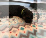 Image preview for Ad Listing. Nickname: Puppy green