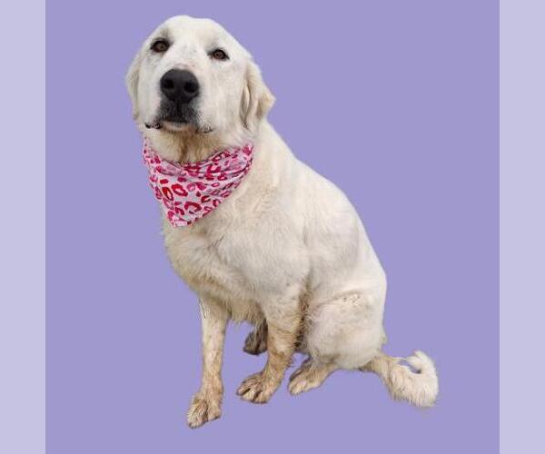 Medium Photo #1 Great Pyrenees Puppy For Sale in Bakersfield, CA, USA