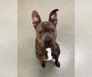 Mutt Dogs for adoption in Lee's Summit, MO, USA