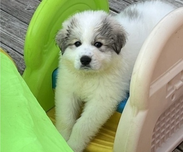Medium Photo #1 Great Pyrenees Puppy For Sale in MOUNT AIRY, NC, USA