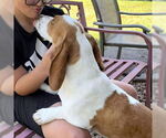 Small #3 Basset Hound