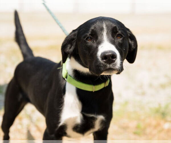 Medium Photo #4 Shepradors Puppy For Sale in Evansville, IN, USA