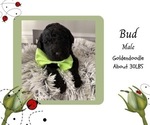 Puppy Bud Goldendoodle
