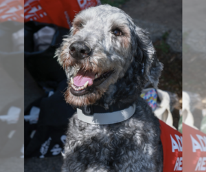 Golden Retriever-Unknown Mix Dogs for adoption in Brooklyn, NY, USA