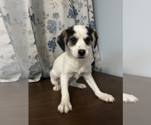 Cockapoo (Miniature) Puppy for sale in DURHAM, CT, USA