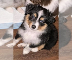 Miniature Australian Shepherd Puppy for sale in INDIANAPOLIS, IN, USA