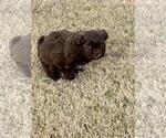 Small Photo #7 Shih Tzu Puppy For Sale in EDMOND, OK, USA