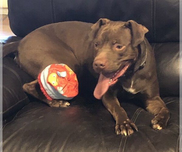 Medium Photo #9 American Staffordshire Terrier-Labrador Retriever Mix Puppy For Sale in Rosenberg, TX, USA