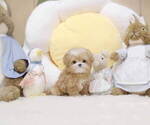 Small #4 Maltipoo