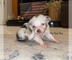 Australian Shepherd Puppy for sale in BATESVILLE, AR, USA