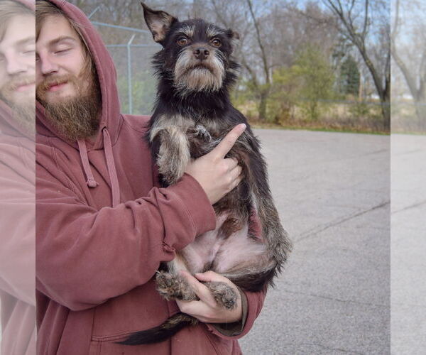 Medium Photo #4 Mutt Puppy For Sale in Huntley, IL, USA