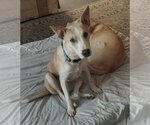 Small Photo #1 Labrador Retriever-Unknown Mix Puppy For Sale in Doylestown, PA, USA