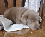 Small Photo #11 Labrador Retriever Puppy For Sale in FLAGLER, CO, USA