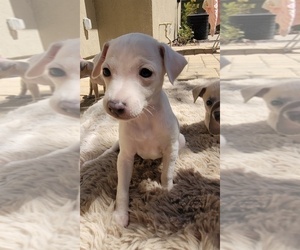 Italian Greyhound Puppy for sale in SAN DIEGO, CA, USA