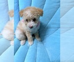 Small Photo #6 Pom-A-Poo Puppy For Sale in OWINGS, MD, USA