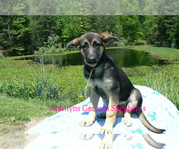 Medium Photo #4 German Shepherd Dog Puppy For Sale in PIEDMONT, MO, USA