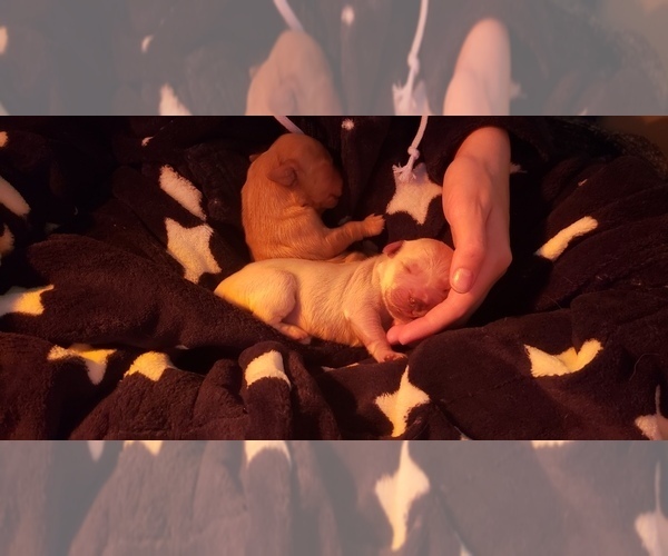 Medium Photo #6 Golden Retriever Puppy For Sale in MODESTO, CA, USA