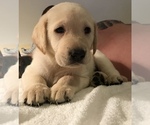 Small Photo #9 Labrador Retriever Puppy For Sale in MENTONE, CA, USA
