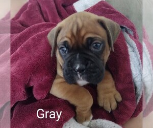 Boxer Puppy for sale in AUBURNDALE, FL, USA