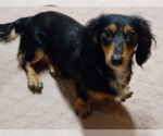 Small Photo #1 Dachshund Puppy For Sale in CANDLER, NC, USA