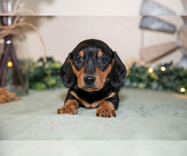Medium Photo #18 Dachshund Puppy For Sale in NAPPANEE, IN, USA