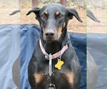 Small #2 Doberman Pinscher