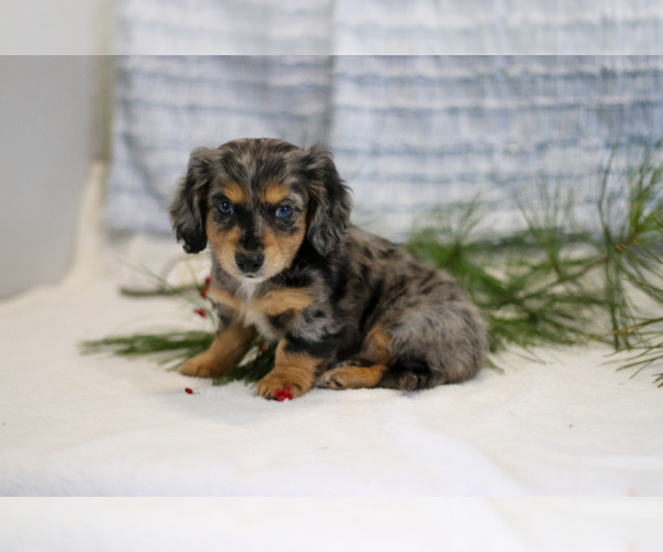 Medium Photo #19 Dachshund Puppy For Sale in GOSHEN, IN, USA