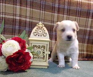 Australian Cattle Dog Puppy for sale in PINE GROVE, PA, USA