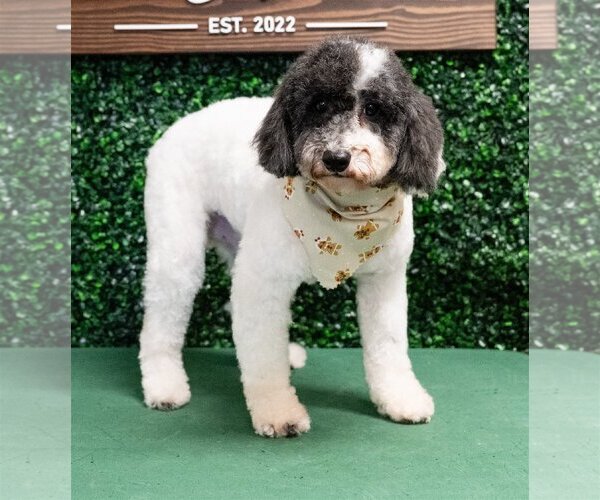 Medium Photo #1 Poodle (Miniature) Puppy For Sale in St. Louis Park, MN, USA