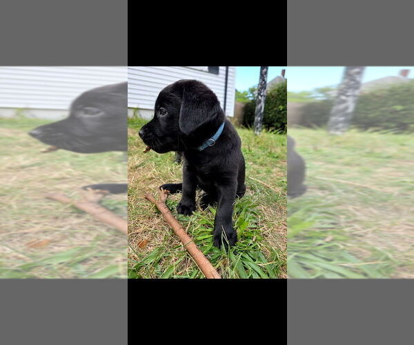 Medium Photo #3 Labrador Retriever Puppy For Sale in NORTH DARTMOUTH, MA, USA
